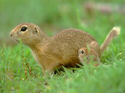 Bulgarian wildlife